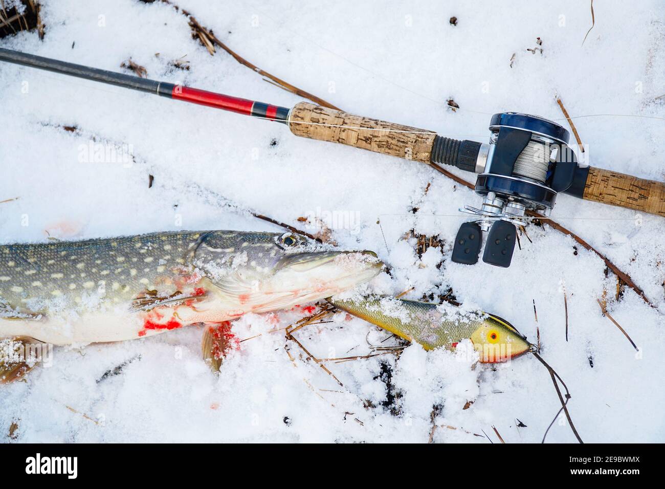 Spinning rod with baitcasting reel, bait and caught a pike lying on the snow in the winter Stock Photo