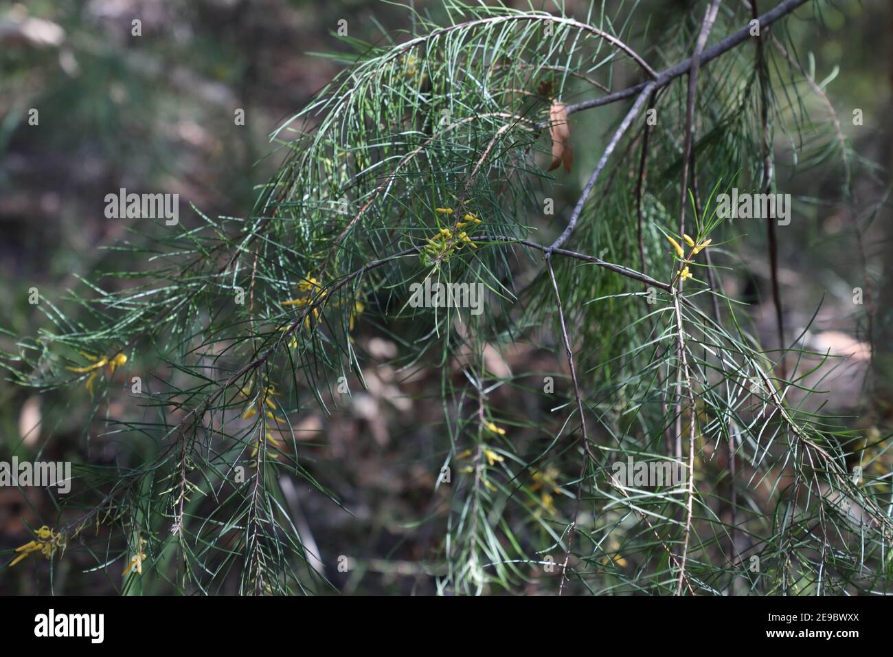 Persoonia linearis, commonly known as the narrow-leaved geebung, is a shrub native to New South Wales and Victoria in eastern Australia. Pictured in F Stock Photo