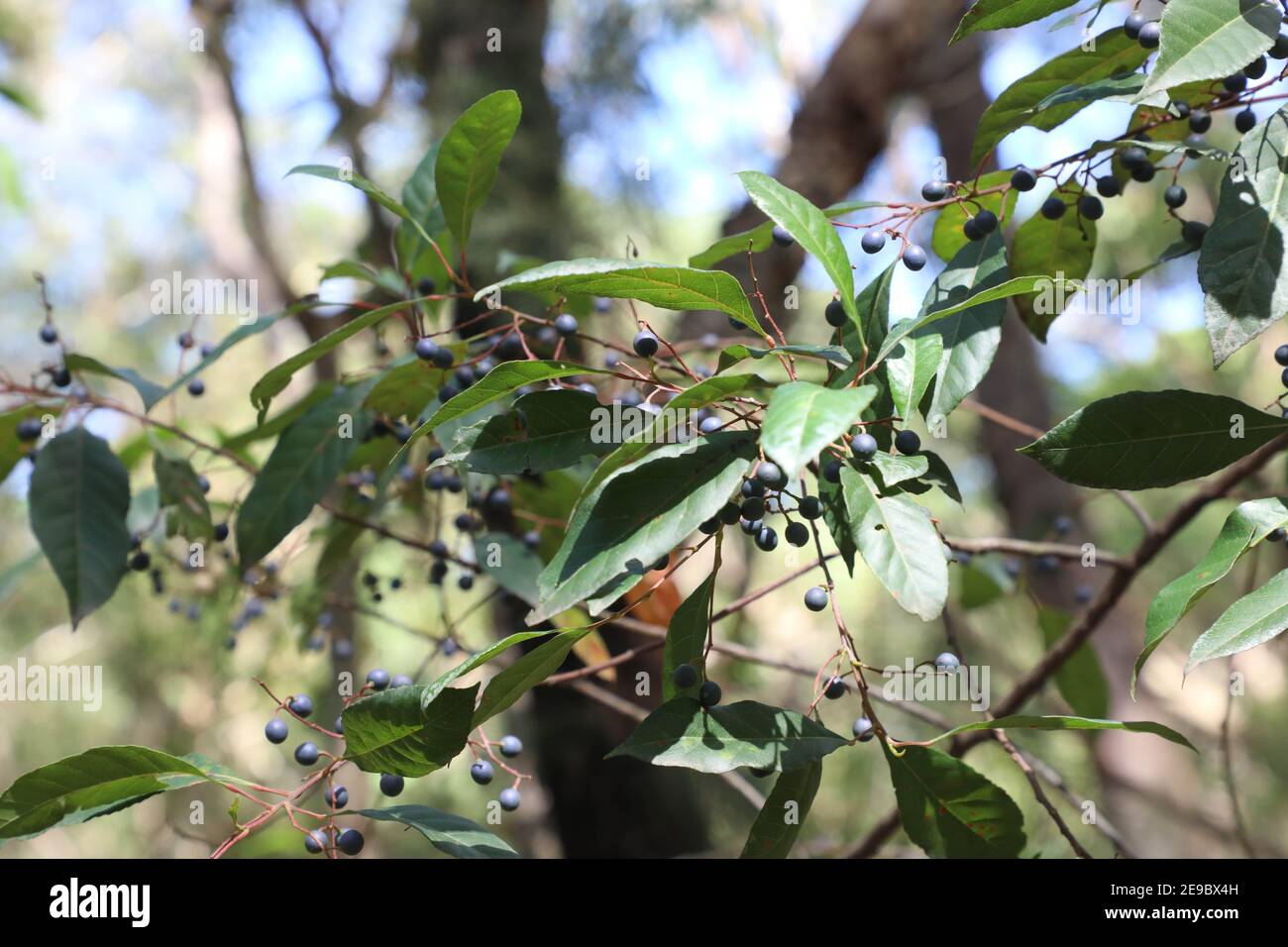 Elaeocarpus reticulatus (Blueberry Ash) in Field of Mars Reserve in Ryde, Sydney, NSW, Australia. Stock Photo