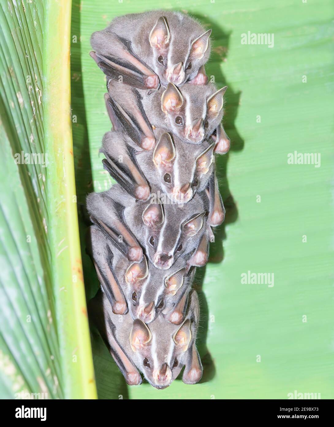 Tent making bats (Uroderma bilobatum) stack sitting on a green, La Fortuna, Costa Rica Stock Photo