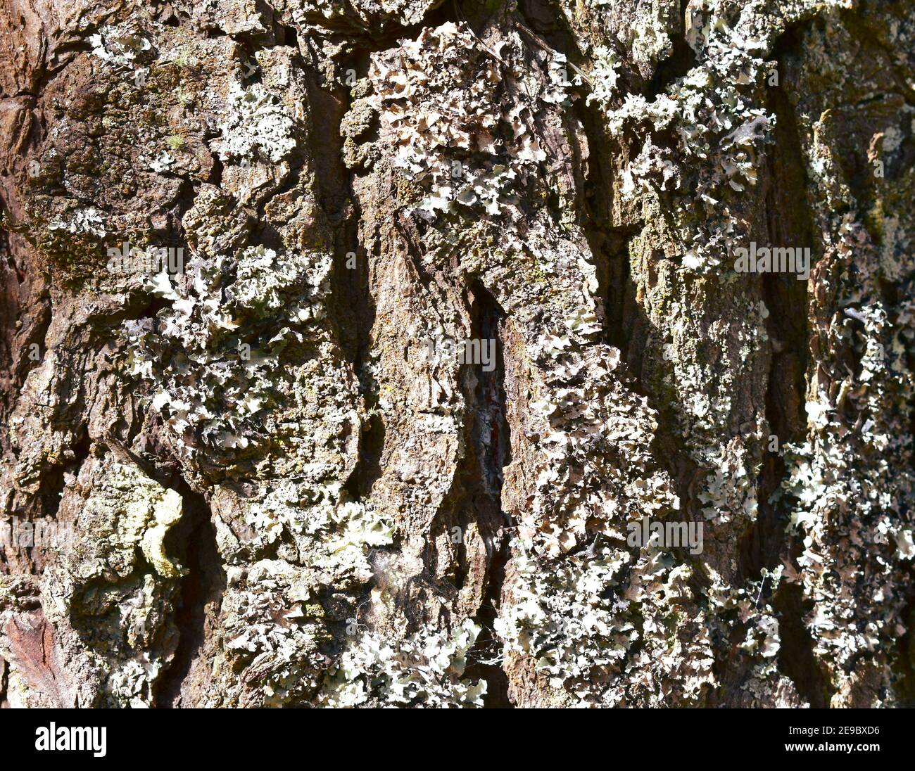 Pine tree bark background. Wood texture with sunlight Stock Photo - Alamy