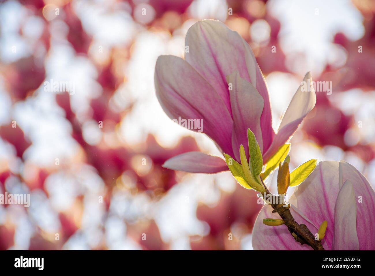 magnolia blossom on a sunny springtime day. pink flowers on the twigs ...
