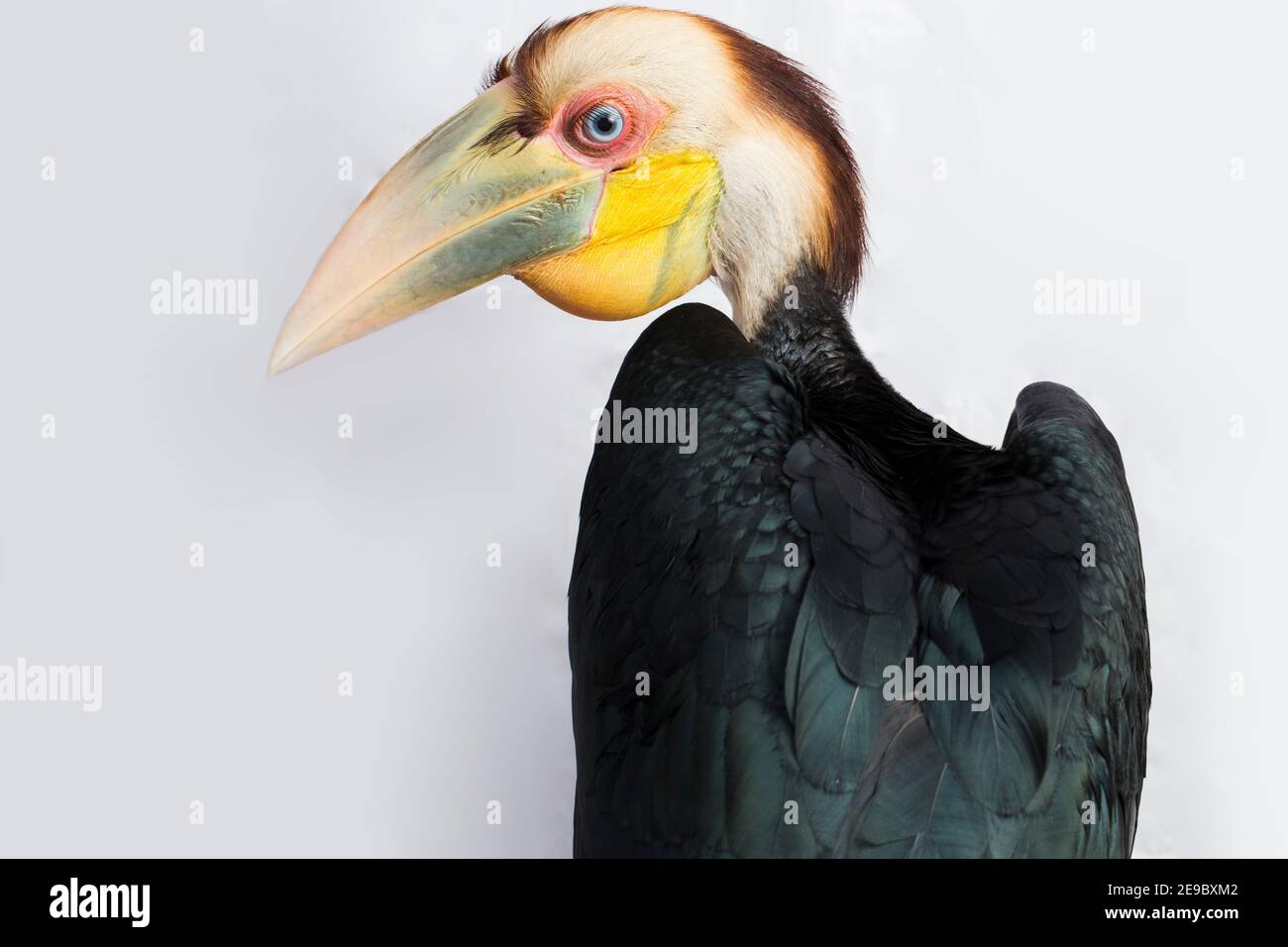 Close up of wreathed hornbill bird (Aceros Undulatus) on white background Stock Photo