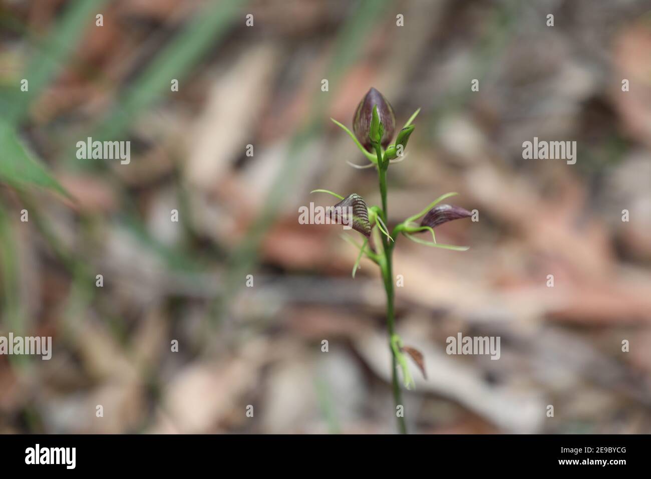 Orchids in Lane Cove National Park, East Ryde, Sydney, NSW, Australia. Stock Photo