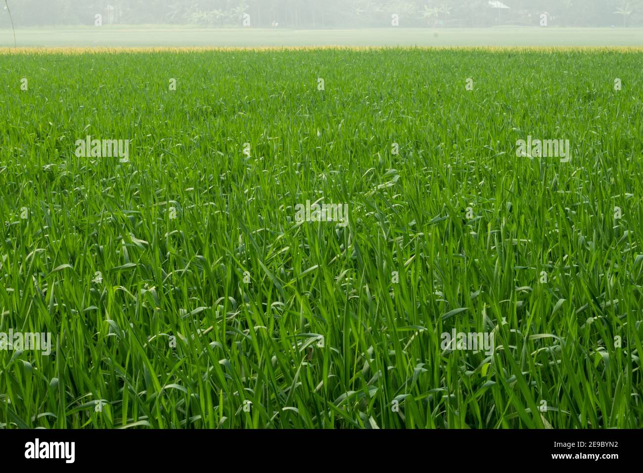 A huge wheat flour crop field and foggy weather in the village Stock