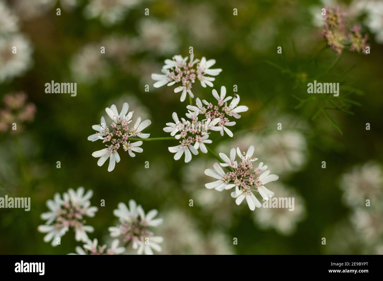 Coriander flowers are rich in micronutrients and antioxidants. Just like the leaves, they contain dietary fiber, vitamins, and minerals Stock Photo