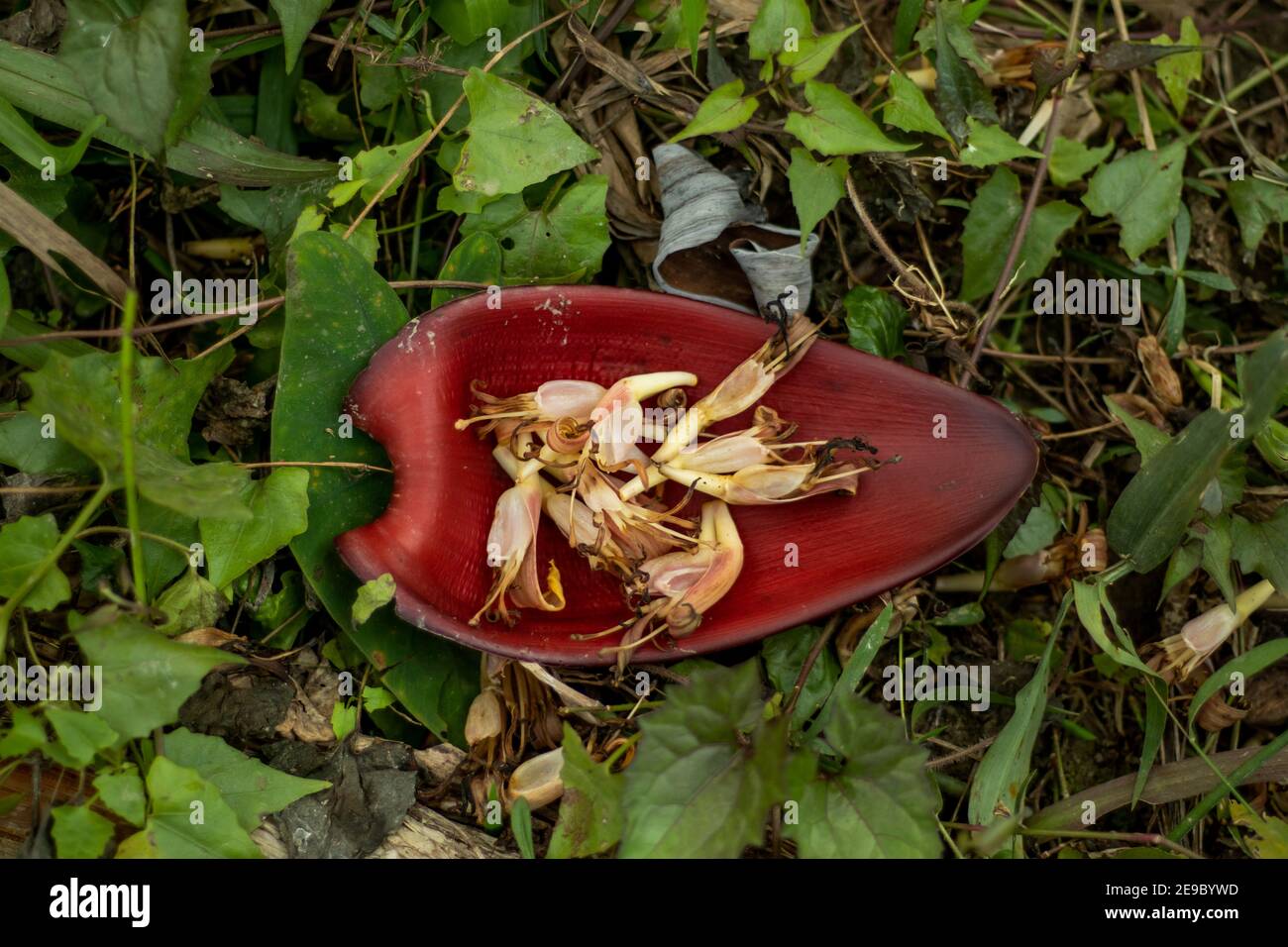 Many petals fall on the petals of a banana flower in the grass Stock Photo