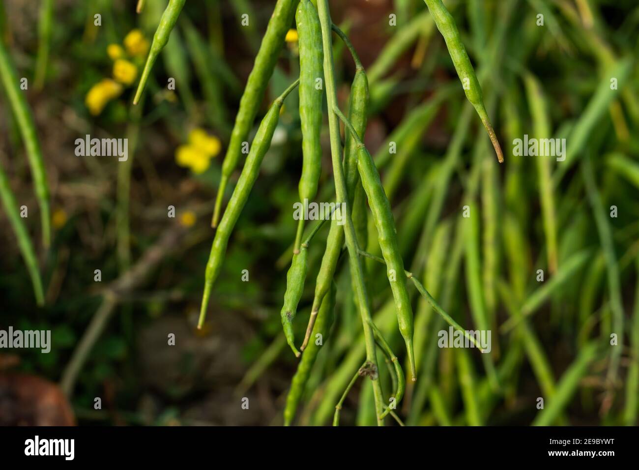 Mustard seed with the trees and the mustard plant is a plant species in