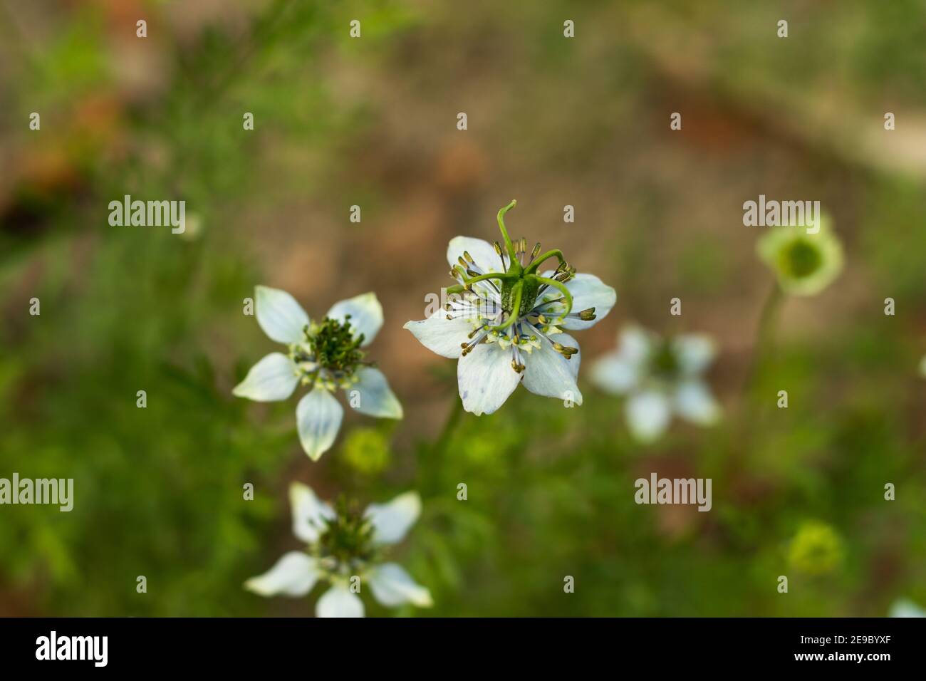 Black cumin flower hires stock photography and images Alamy
