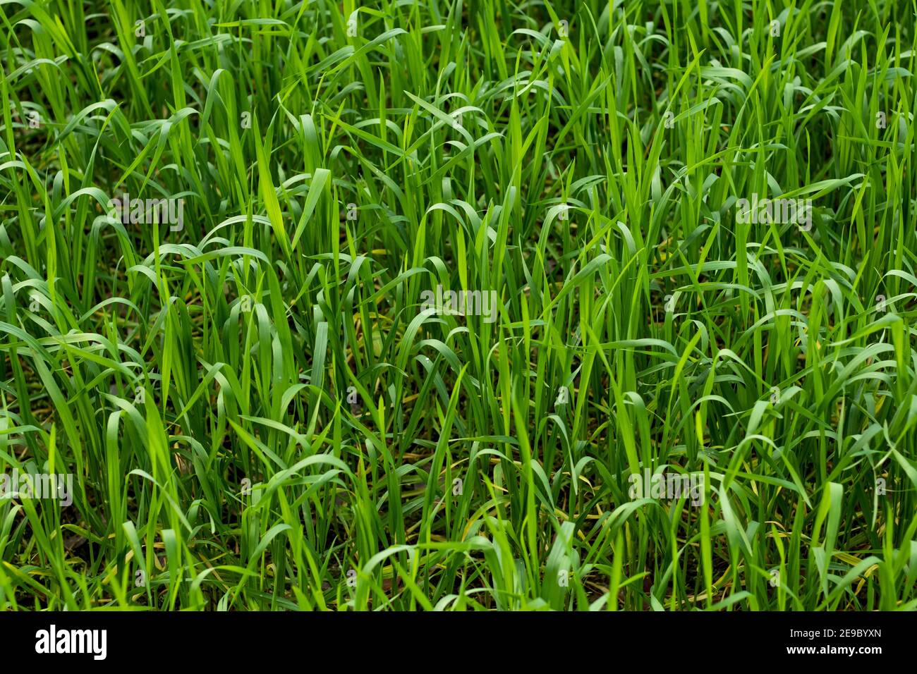 Preferred Scientific Name is wheat flour and Taxonomic green and yellow tree Stock Photo