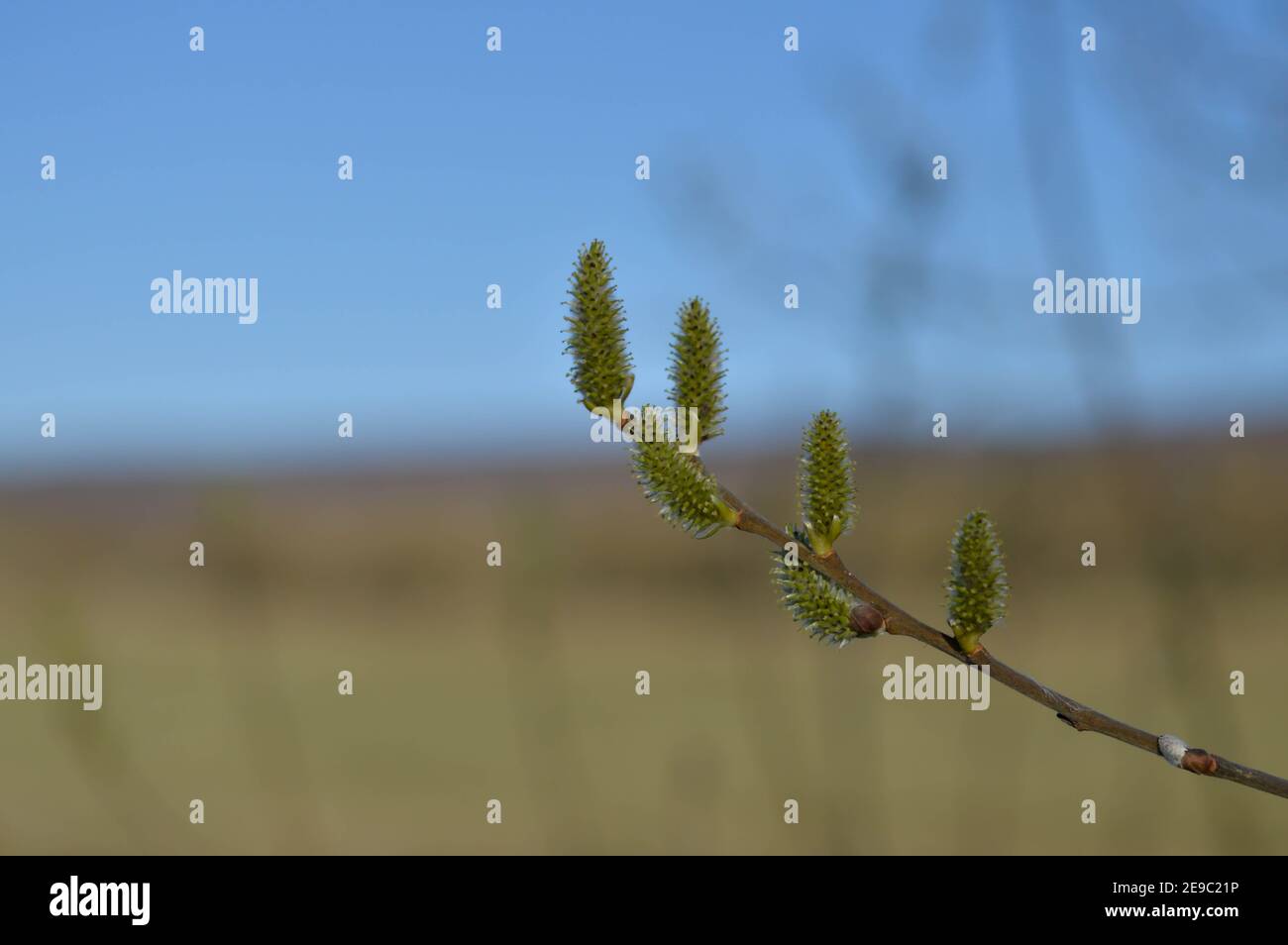 Fresh flowering catkin on a willow tree, natural background. Stock Photo