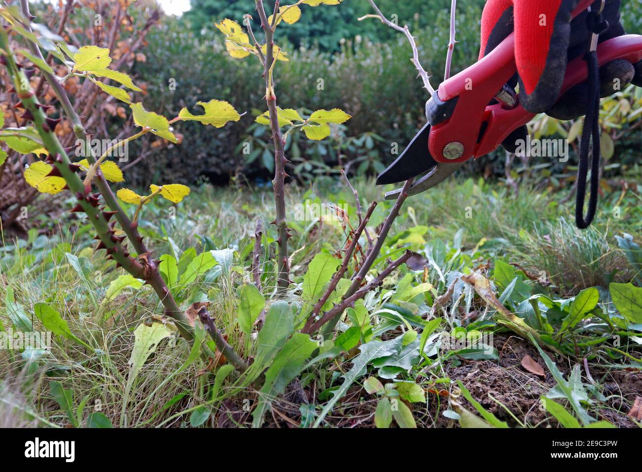The gardener shows how to properly trim rose bushes before winter