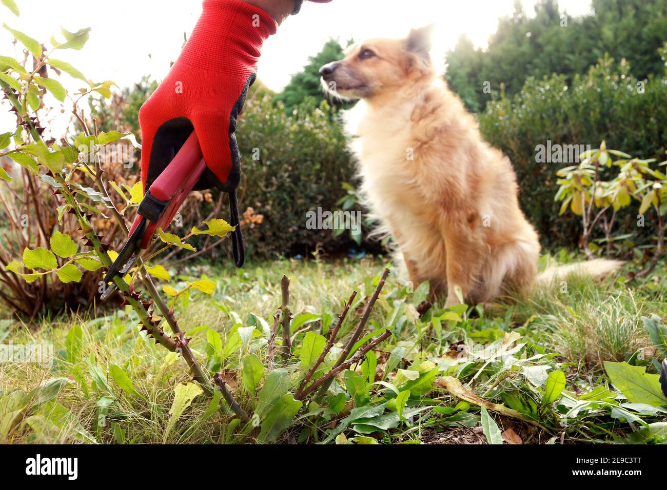 The gardener shows how to properly trim rose bushes before winter