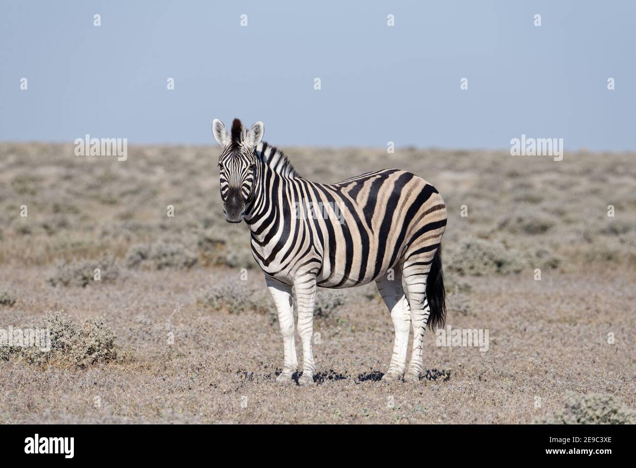 A lone zebra on the savanna Stock Photo