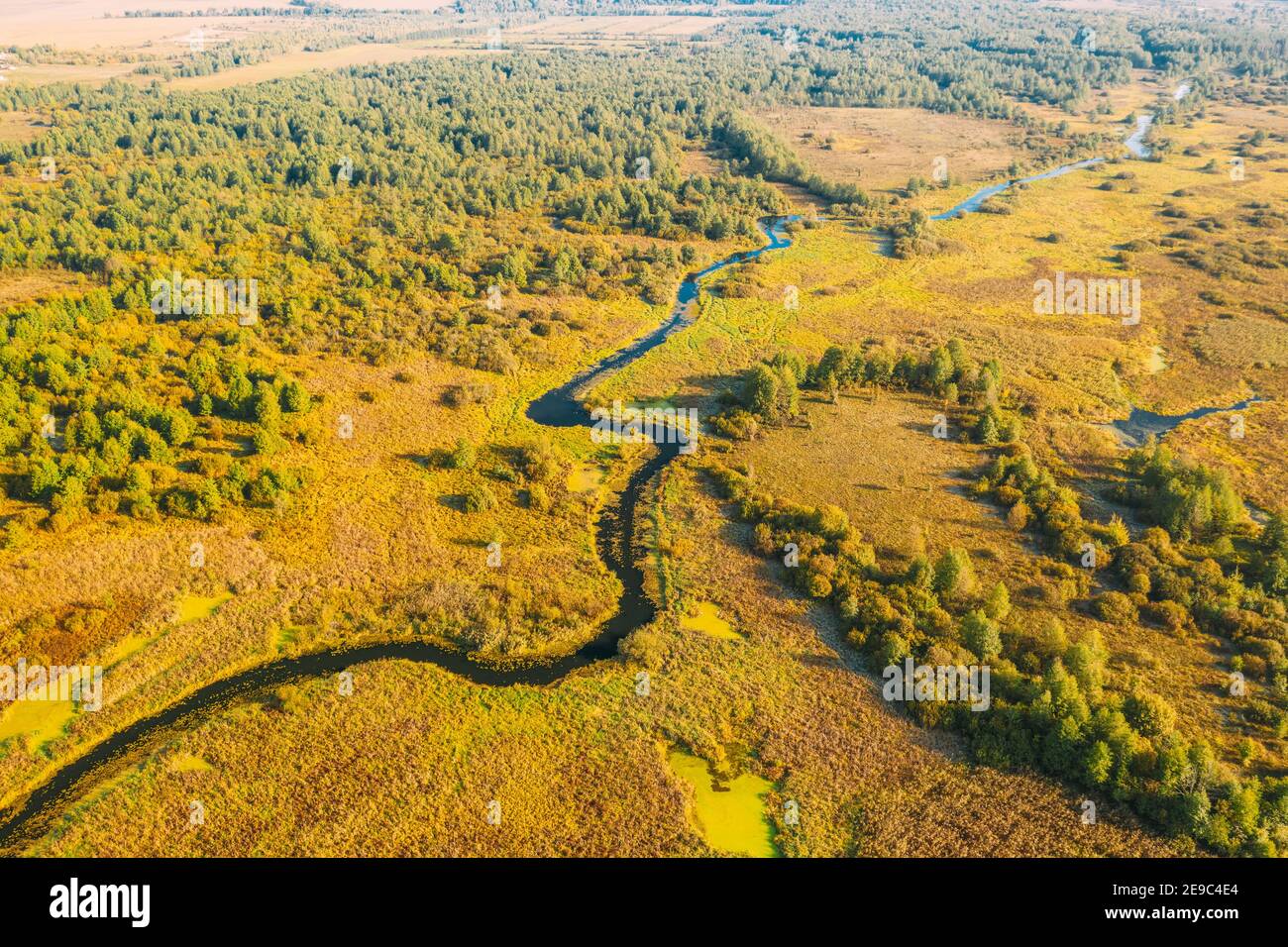 Aerial View Green Forest Woods And River Landscape In Sunny Summer Day. Top View Of Beautiful European Nature From High Attitude In Summer Season Stock Photo