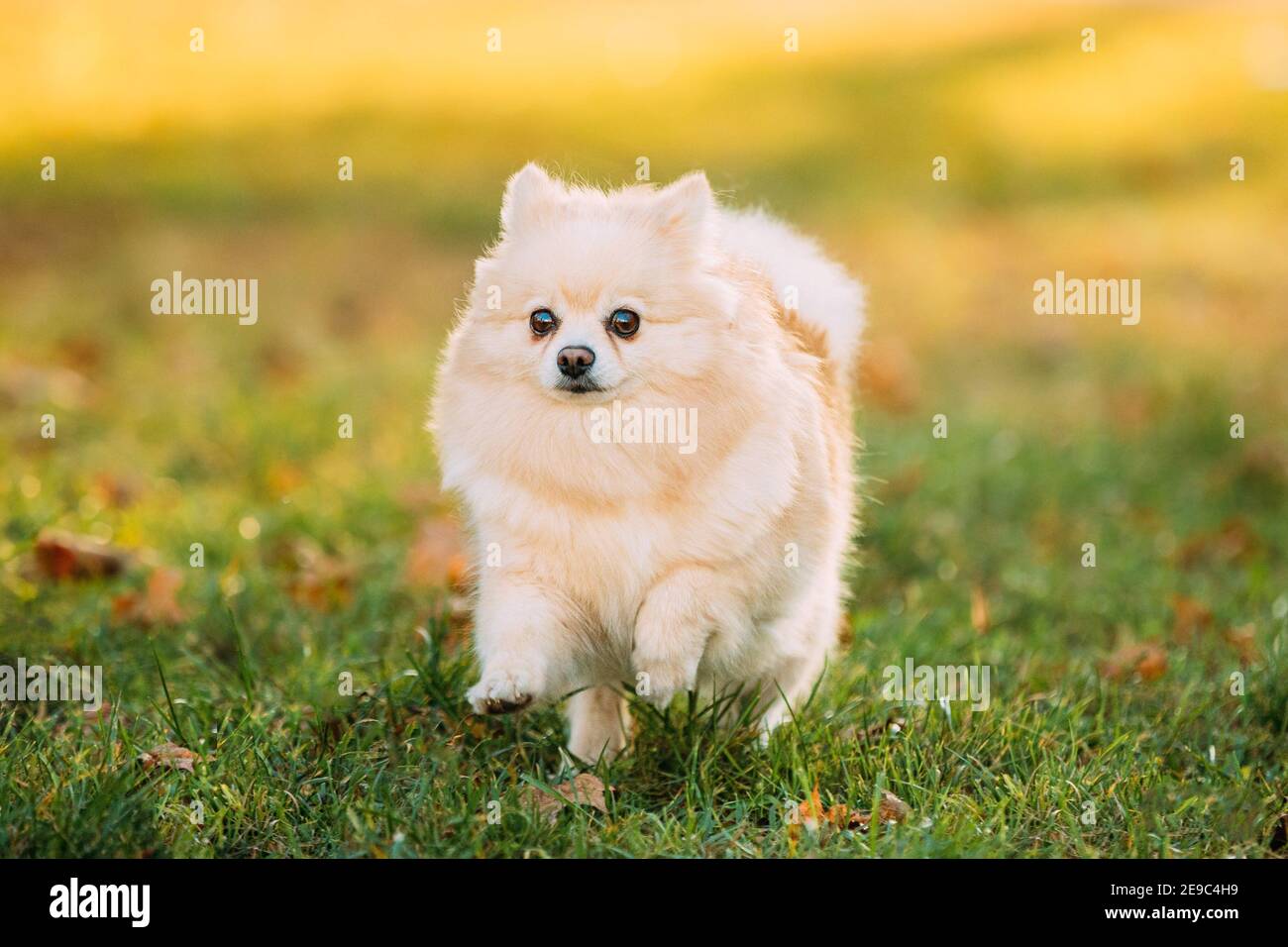 Adult Pomeranian High Resolution Stock Photography And Images Alamy Adult Pomeranian High Resolution Stock Photography And Images Alamy