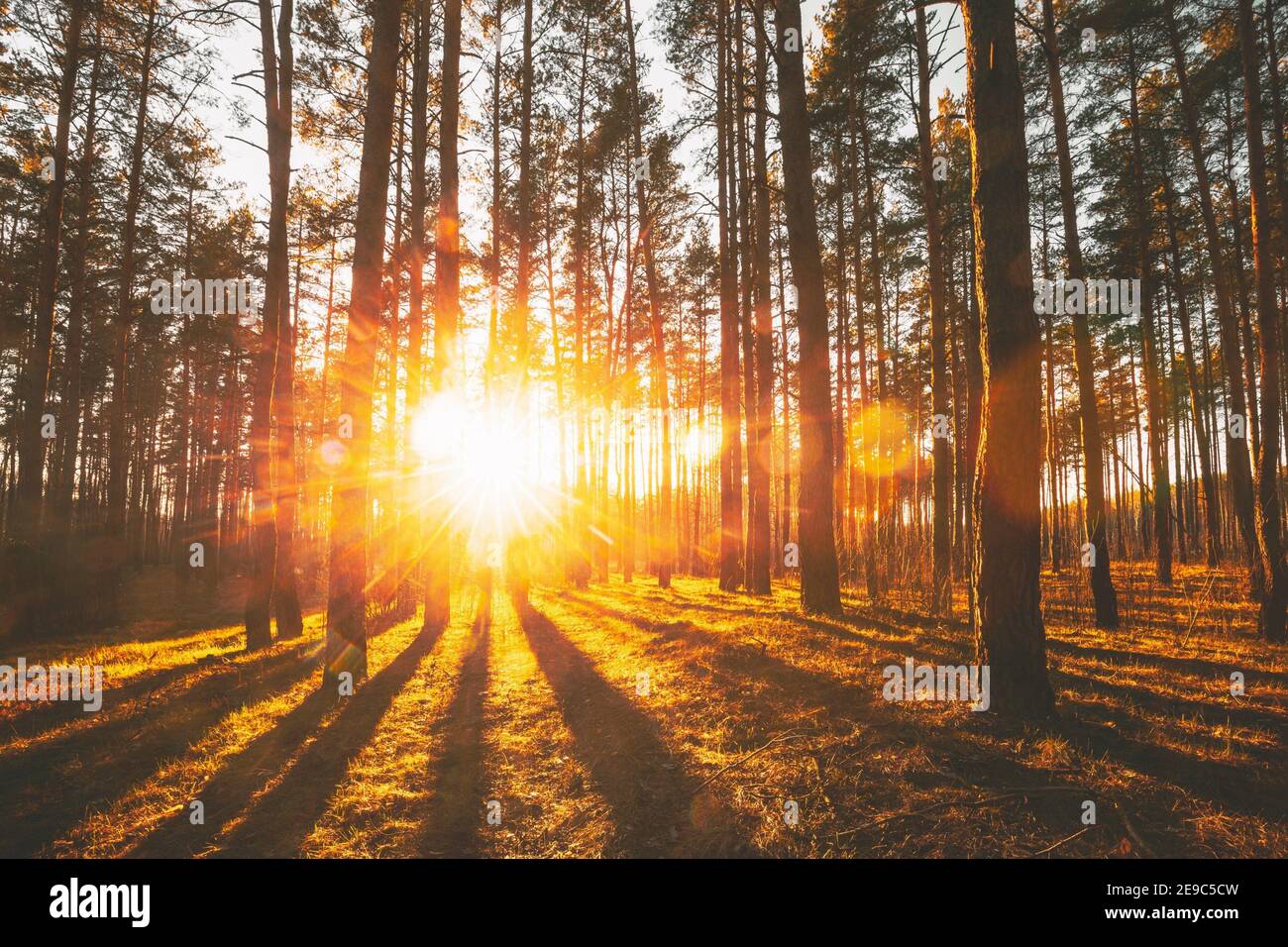 Beautiful Sunset Sunrise Sun Sunshine In Sunny Autumn Coniferous Forest