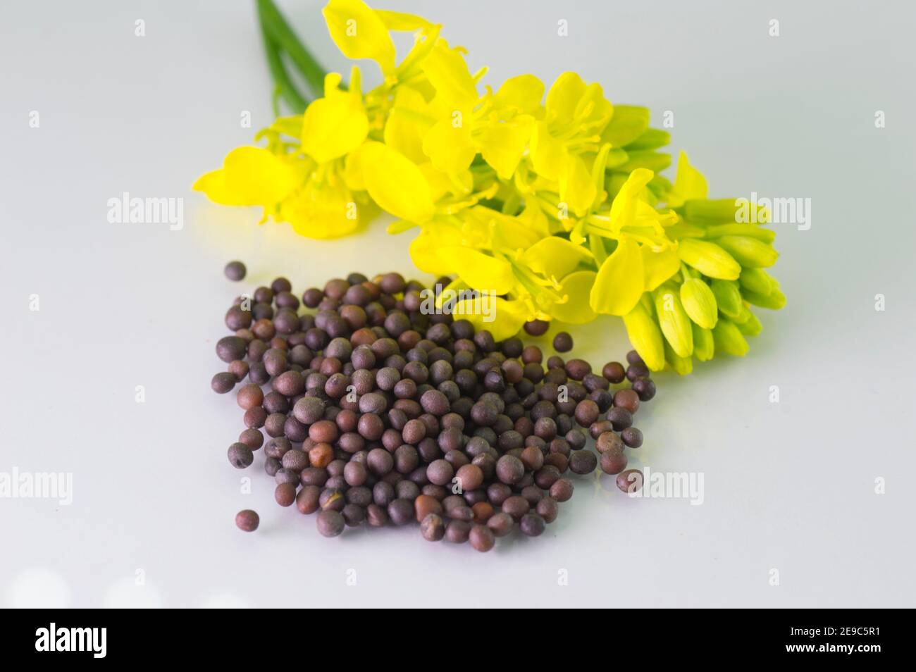 Brown Mustard flower and seeds on white background Stock Photo Alamy