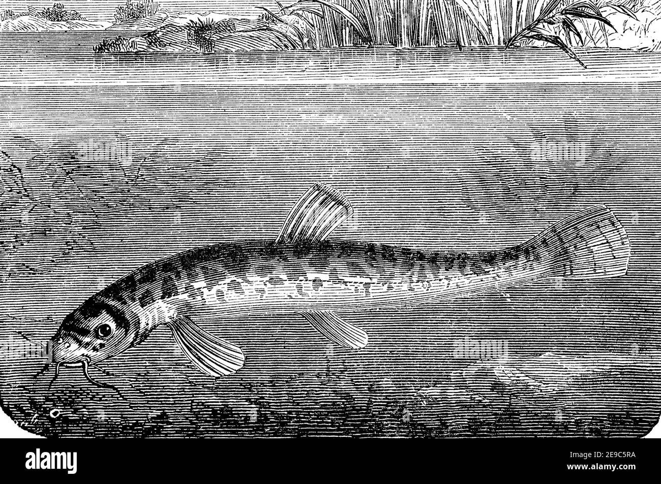 stone loach, Barbatula barbatula, a European species of fresh water ray-finned fish, illustration from 1892  /  Bachschmerle, Barbatula barbatula, Noemacheilus barbatulus, Schmerle oder Bartgrundel, Fisch, Illustration aus 1892, Historisch, historical, digital improved reproduction of an original from the 19th century / digitale Reproduktion einer Originalvorlage aus dem 19. Jahrhundert, Stock Photo