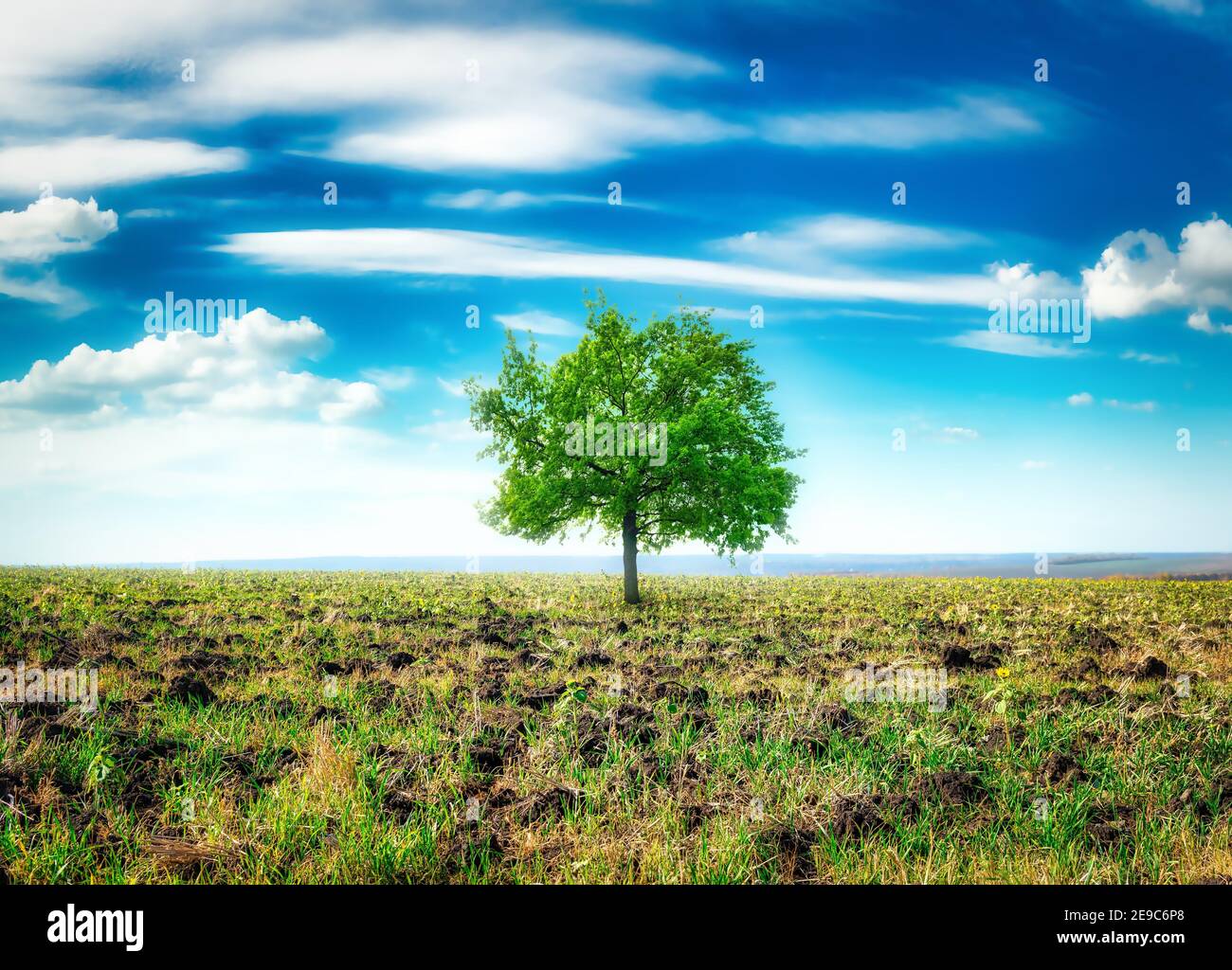Spring meadow with big tree with fresh green leaves. Stock Photo