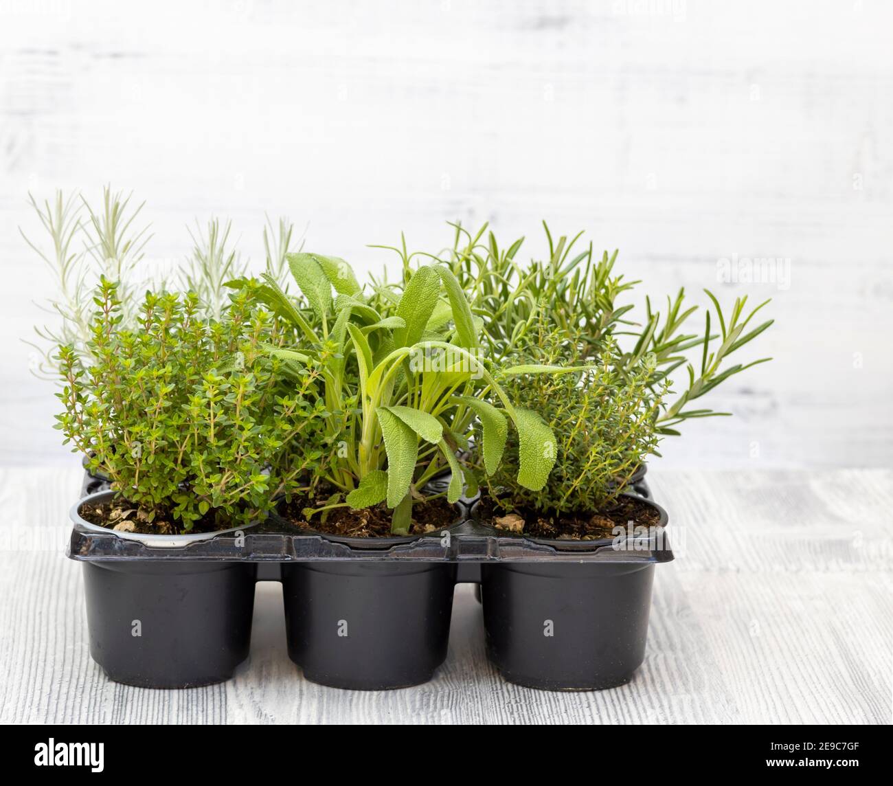 mix of herbs in a pot rosemary, thyme, sage, Italian smil and