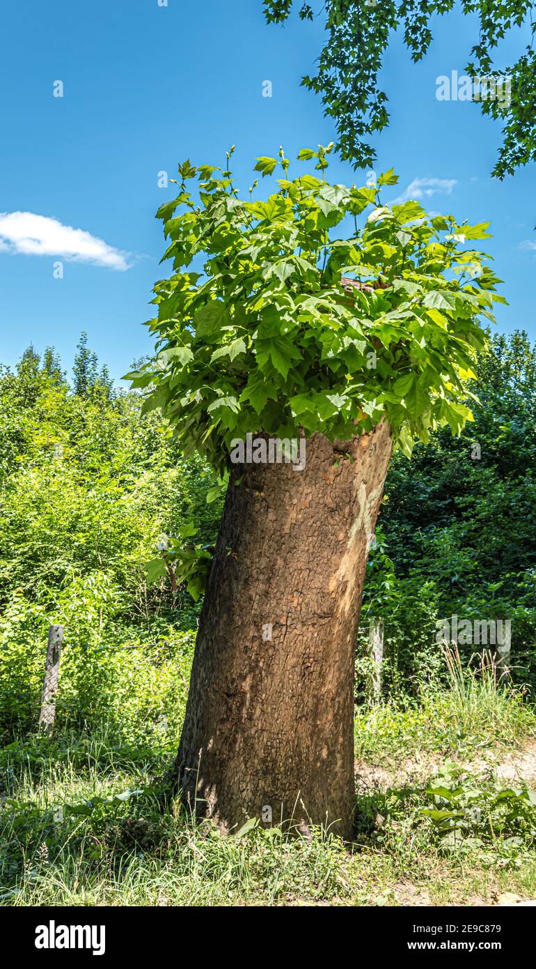 Do Trees Grow Back After You Cut Them Down at Brian Hanson blog