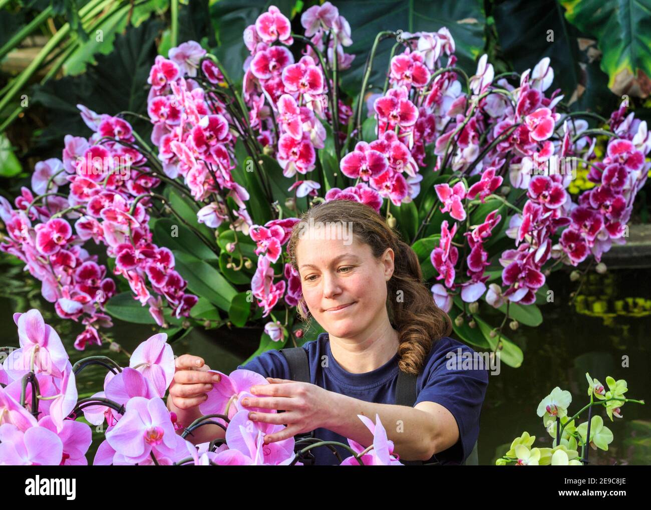 Kew Gardens Orchid Festival, staff member with beautiful orchids at the