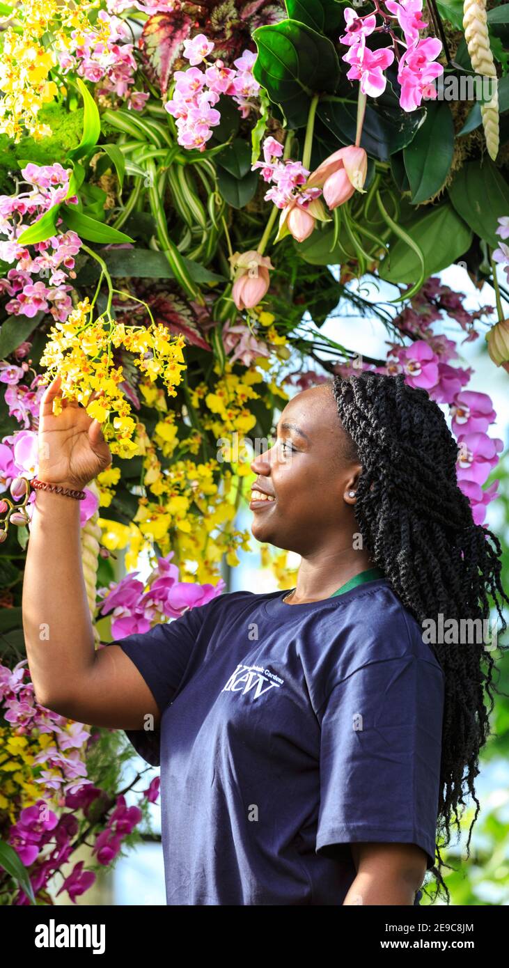 Kew Gardens Orchid Festival, staff member with beautiful orchids at the photocall, Royal Botanic Gardens, Kew, London Stock Photo