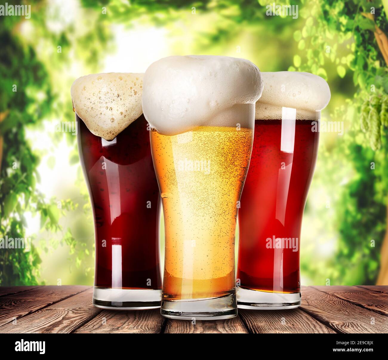 Mugs of light beer on the background of the hop garden. Stock Photo