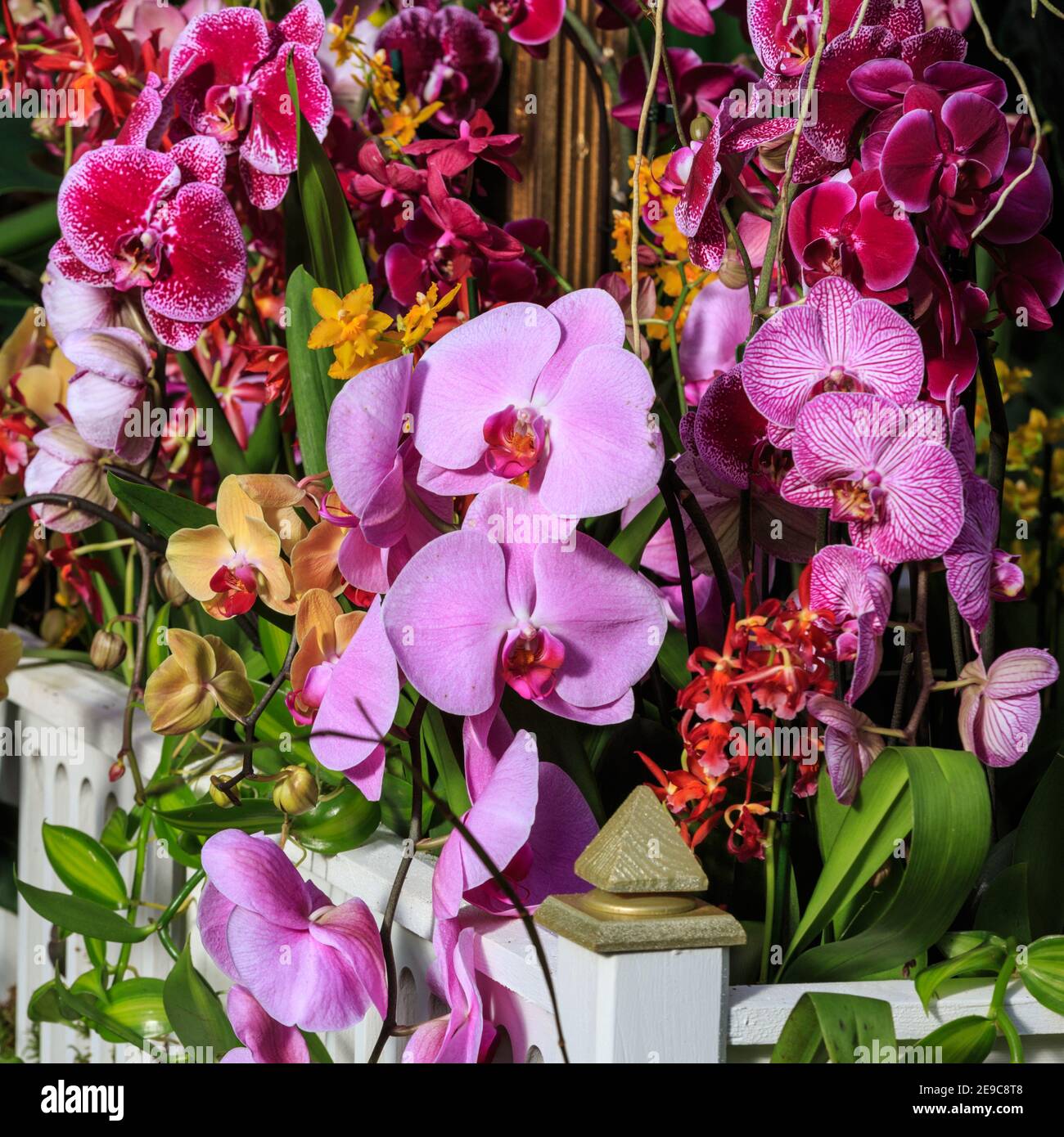Kew Gardens Orchid Festival, beautiful orchids at Royal Botanic Gardens, Kew, London Stock Photo