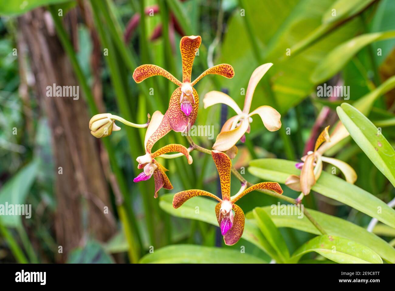 Scenic orchids from National Orchid Garden of Singapore with focus on