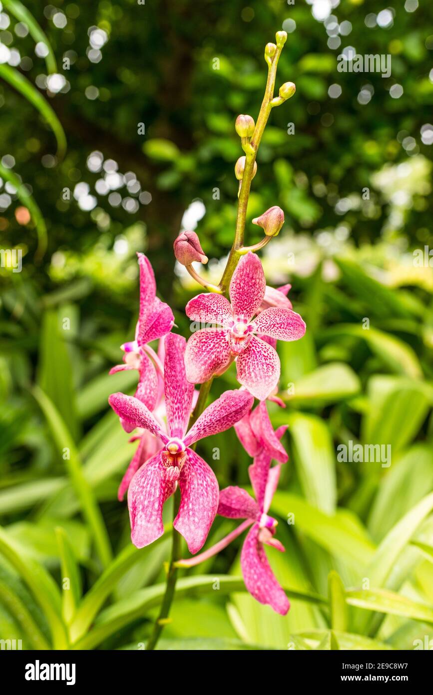 Scenic orchids from National Orchid Garden of Singapore with focus on central flowers Stock