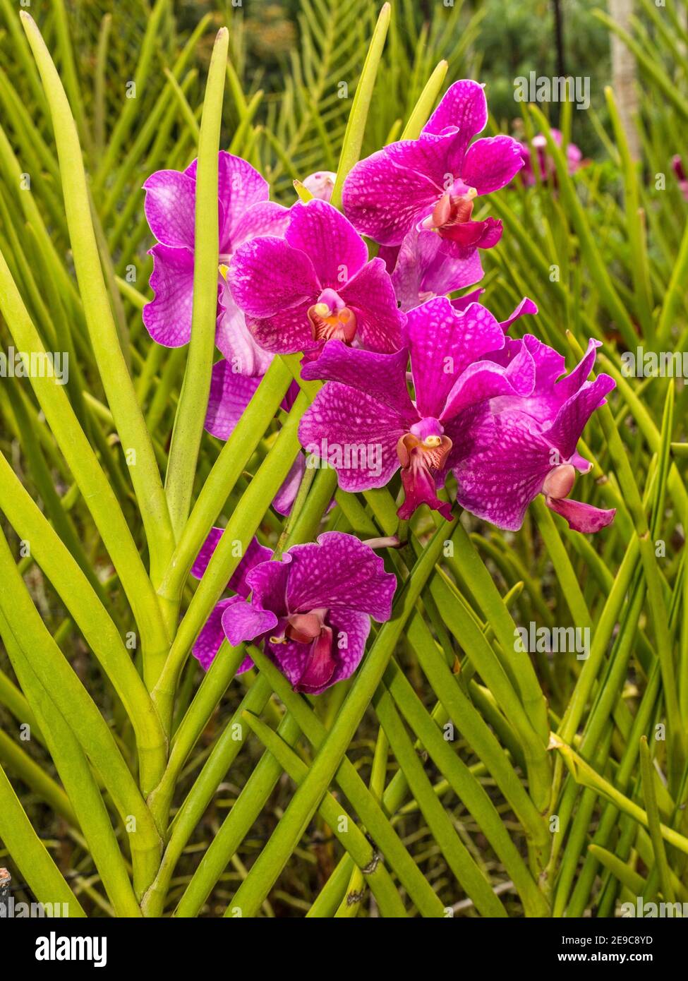 Scenic orchids from National Orchid Garden in Singapore Stock Photo Alamy