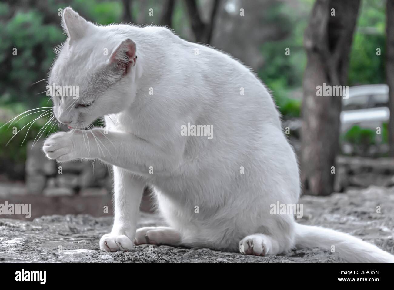 White cat licking paw Stock Photo Alamy