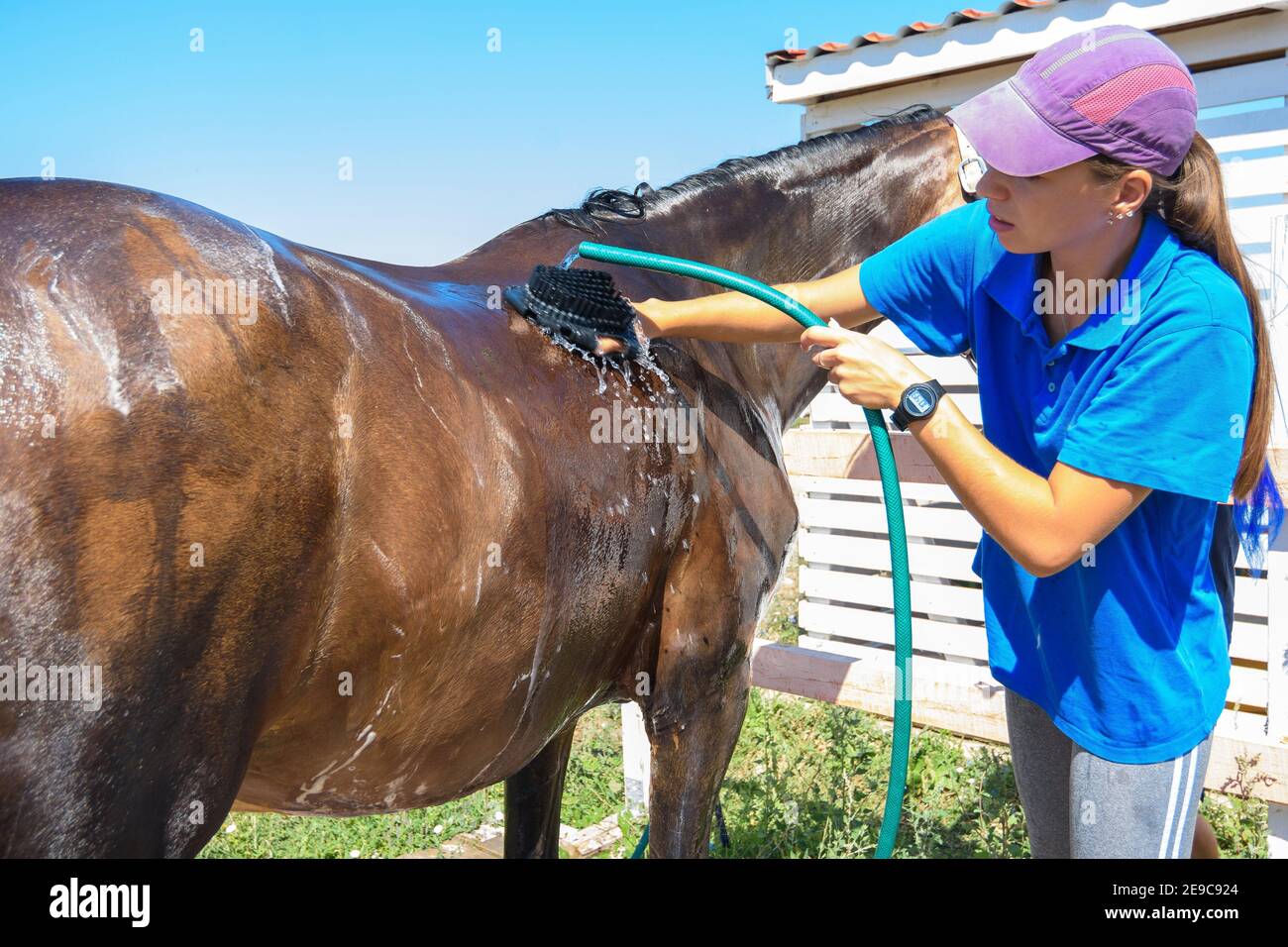 Girl washing horse hires stock photography and images Alamy