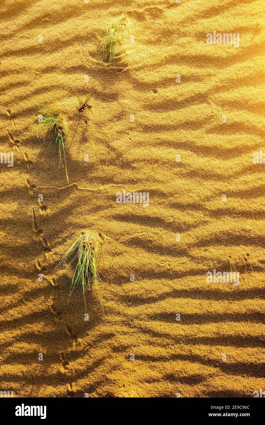 Yellow sand in desert. Texture of desert. Stock Photo