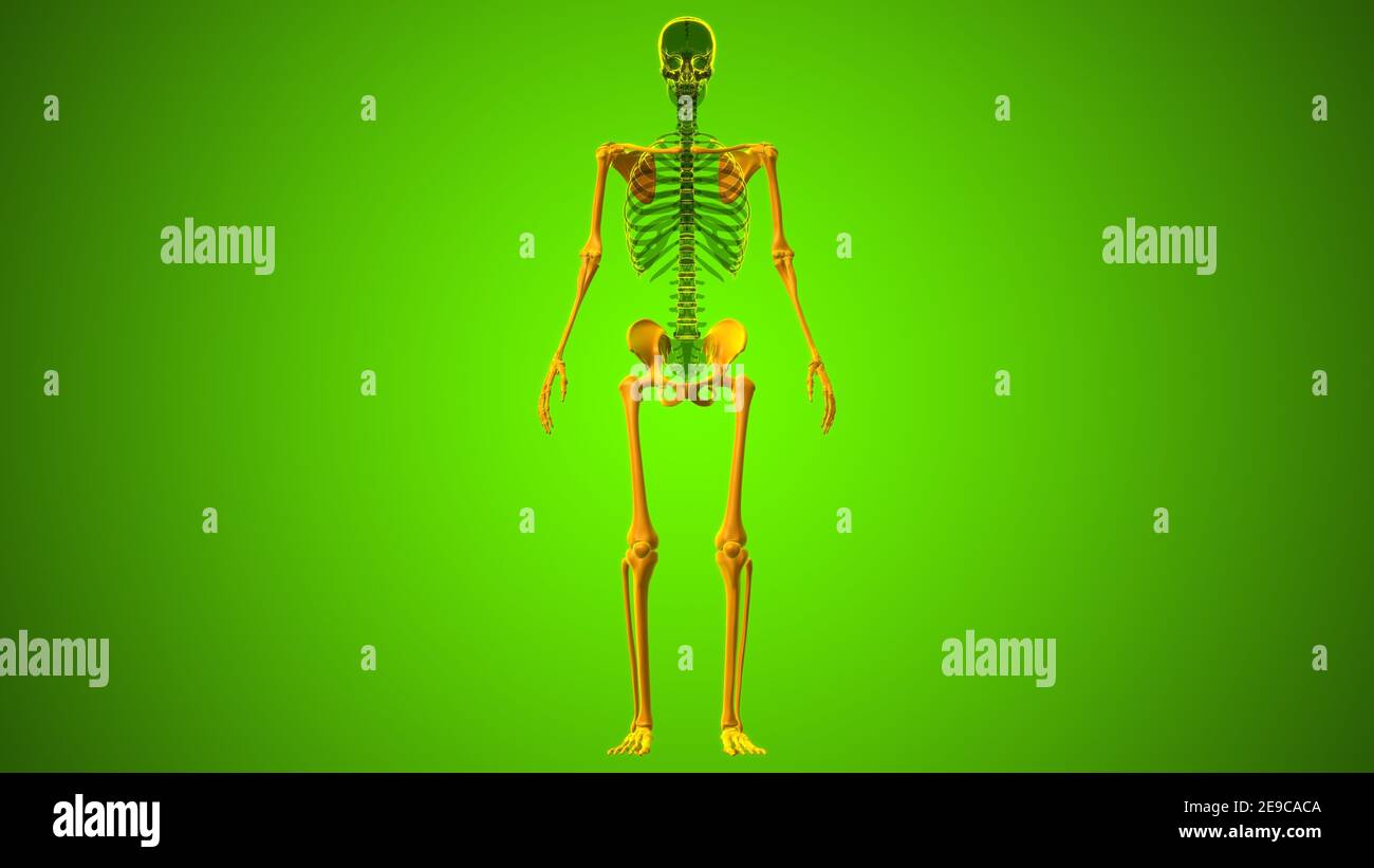 res stock photography and images Biology Diagrams