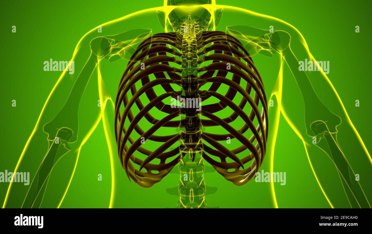 Human skeleton anatomy Rib Cage 3D Rendering For Medical Concept Stock