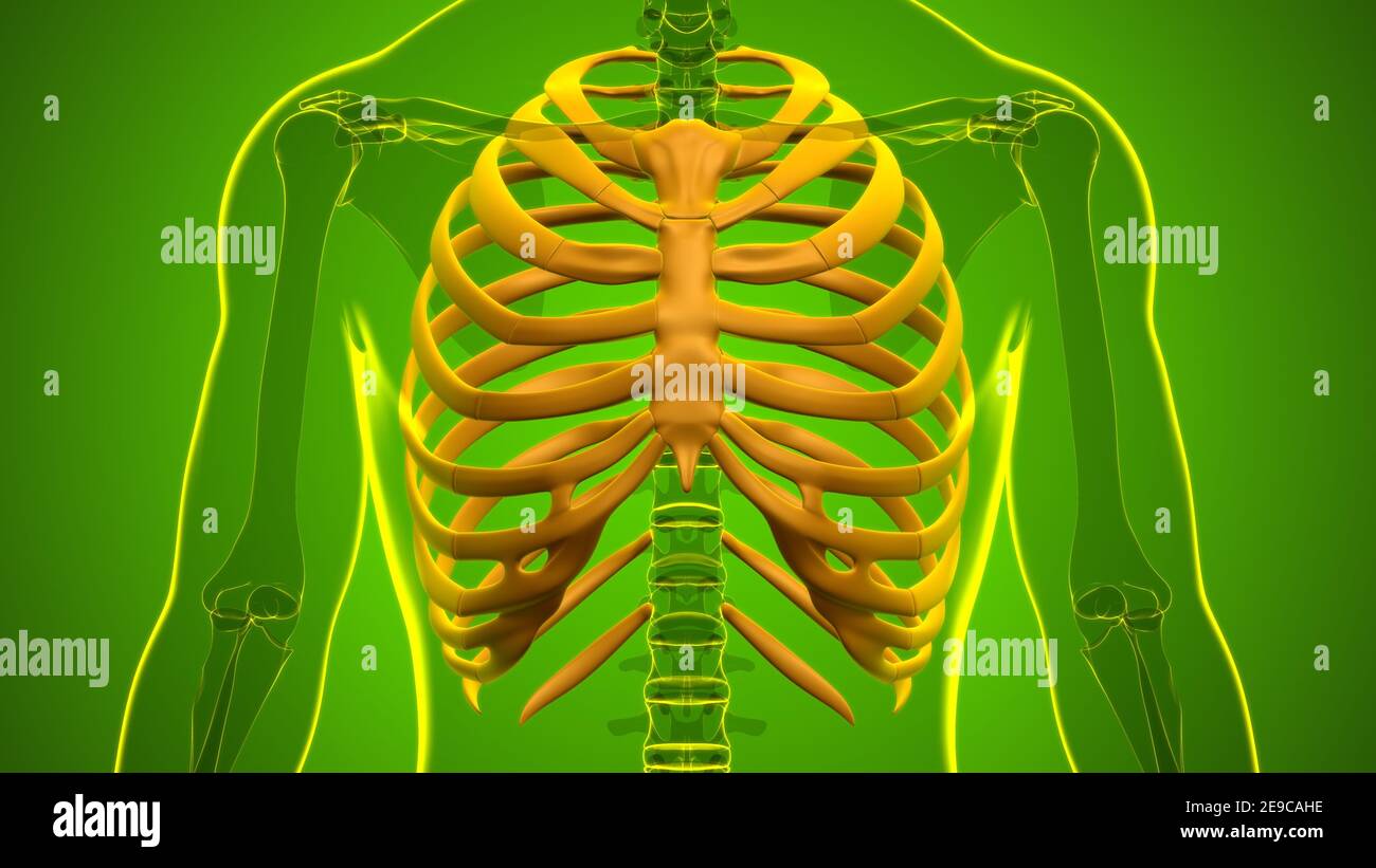 Human skeleton anatomy Rib Cage 3D Rendering For Medical Concept Stock ...