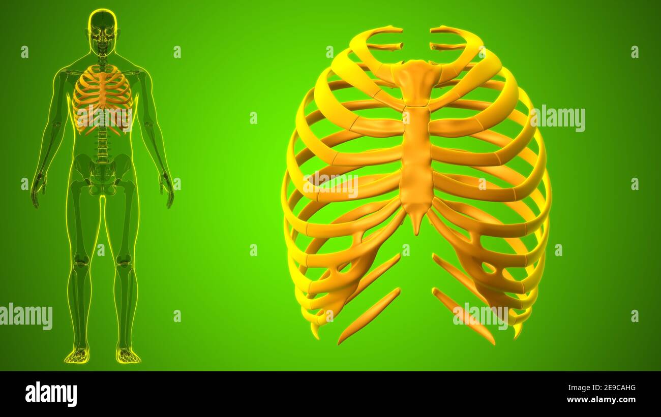 Human skeleton anatomy Rib Cage 3D Rendering For Medical Concept Stock ...
