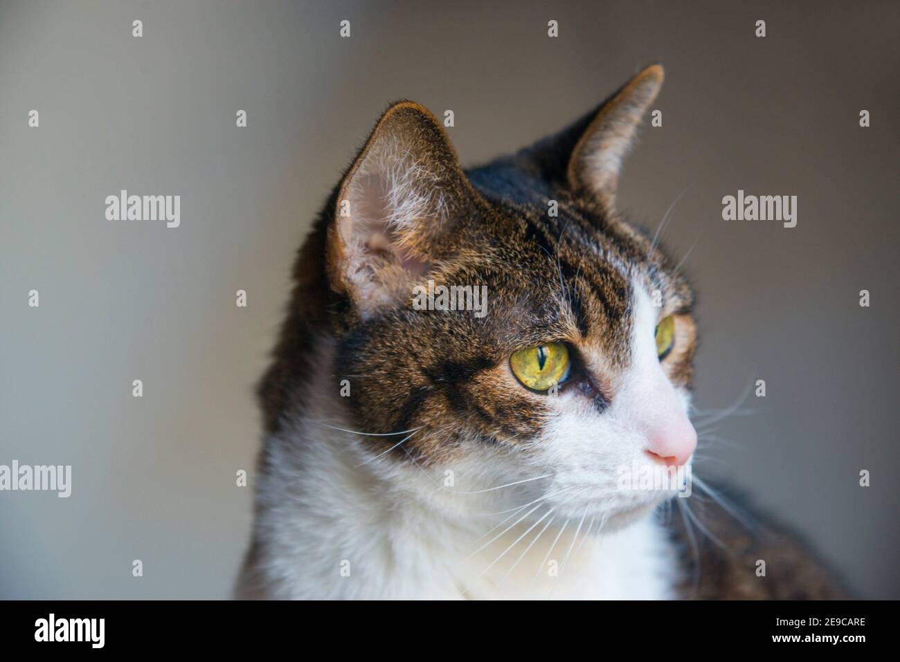Portrait of tabby and white cat. Close view. Stock Photo