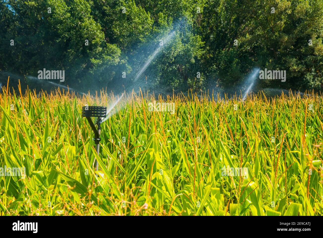 Irrigation system. Stock Photo