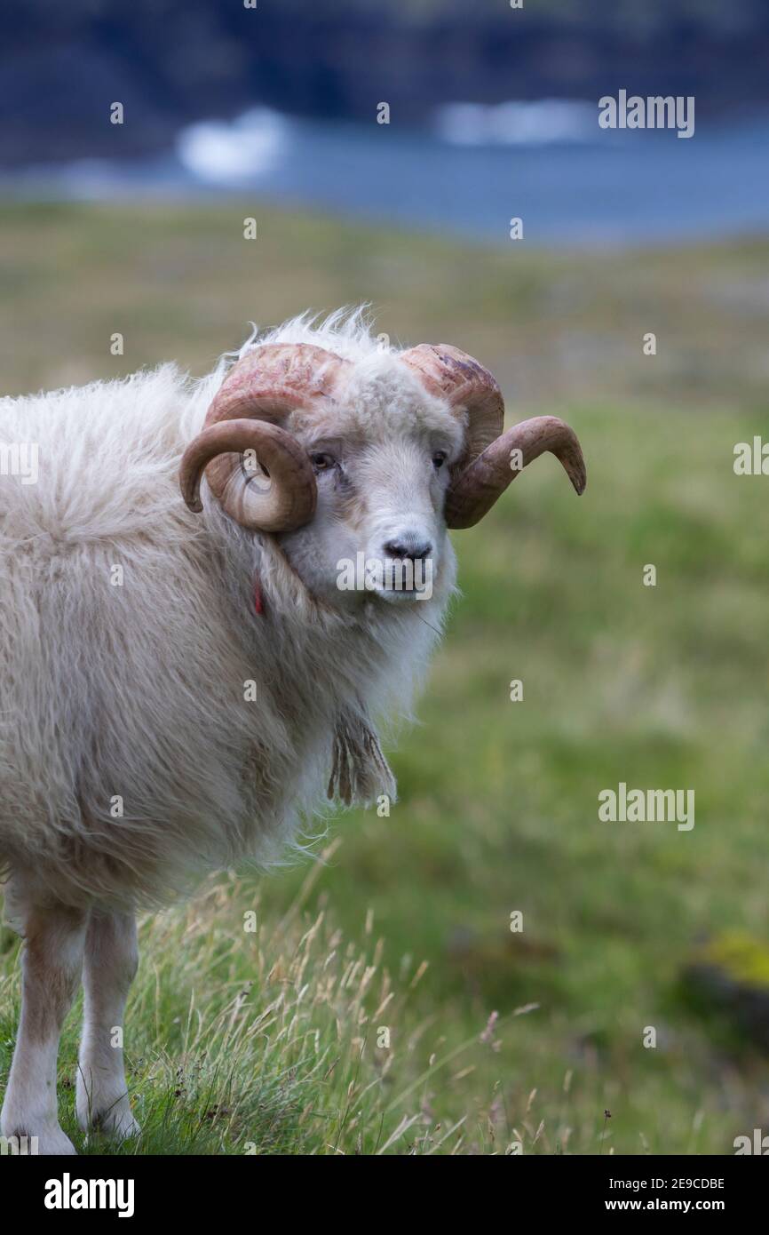 Färöer-Schaf, Färöer-Schafe, Schaf, Schafe, Färöer, Färöer-Inseln, Färöer Inseln, sheep, Faroe, Faeroe Islands Stock Photo