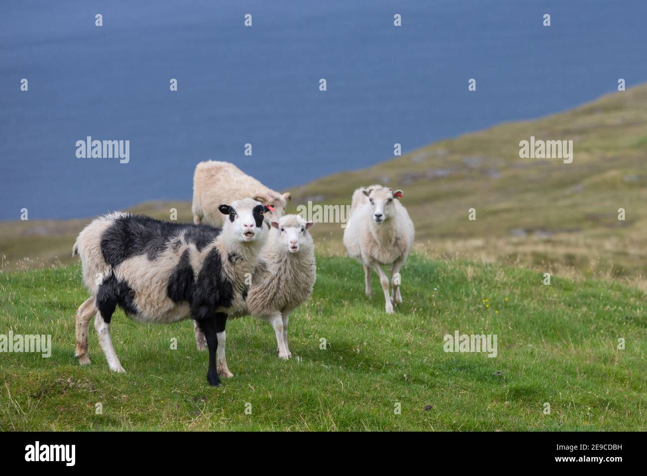 Färöer-Schaf, Färöer-Schafe, Schaf, Schafe, Färöer, Färöer-Inseln, Färöer Inseln, sheep, Faroe, Faeroe Islands Stock Photo