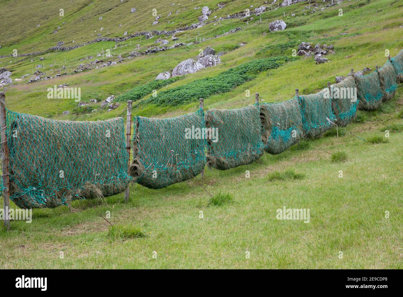 Heu trocknen in alten Fischernetzen, Heu machen, Heu, Färöer, Färöer-Inseln, Färöer Inseln, hay, to make hay, to hay, Faroe, Faeroe Islands, Les Îles Stock Photo