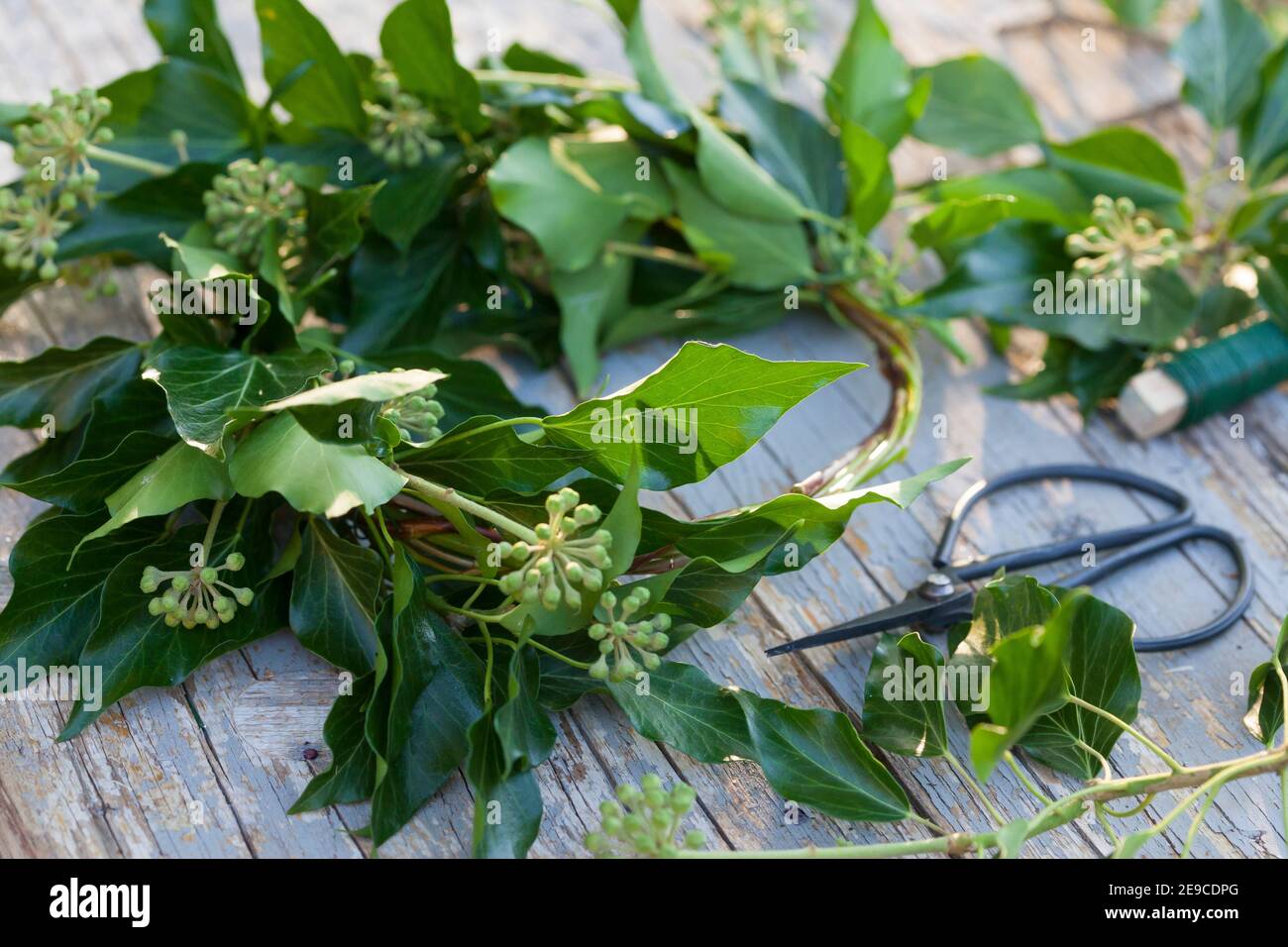 Efeu-Kranz, Efeukranz, Kranz aus Efeu, Efeuranken, Efeuranken werden zu einem Kranz gebunden, Blumenkranz, Efeu, Hedera helix, Common Ivy, Ivy, Englis Stock Photo