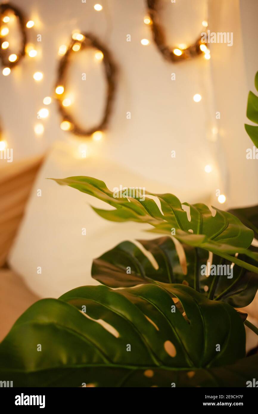 philodendron red moon kaufen Philodendron Red Moon  Lost in the Forrest