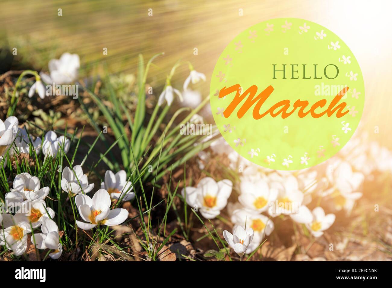 Hello March Wallpapers  Top Free Hello March Backgrounds  WallpaperAccess