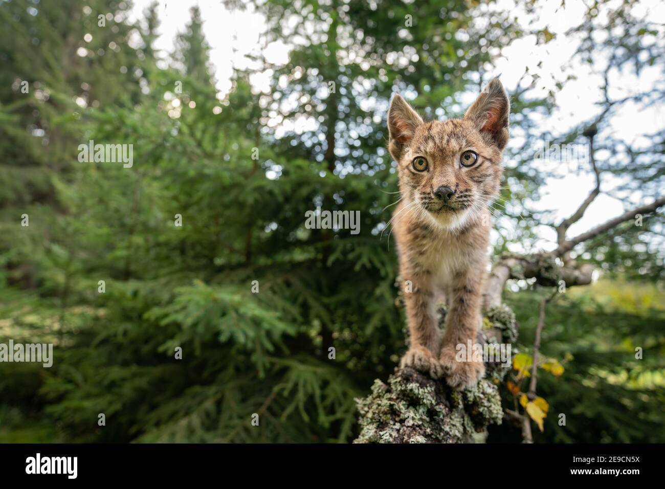 Llynx cub crawls on lichen-covered tree branches. Closeup wide angle shot. Stock Photo