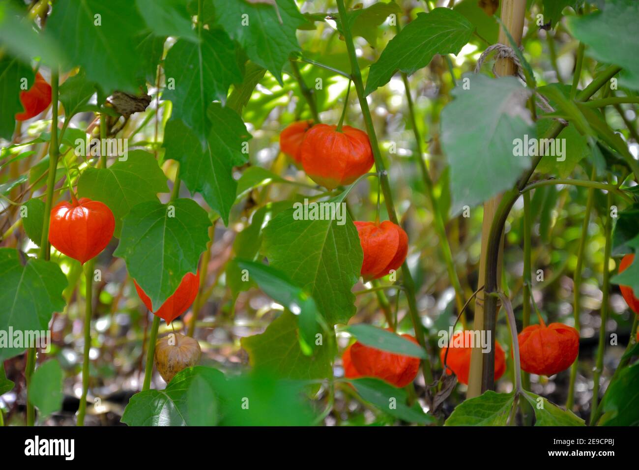 Physalis plants or Chinese Lantern Plants, Physalis alkekengi,  cape gooseberry, bladder cherry. Stock Photo